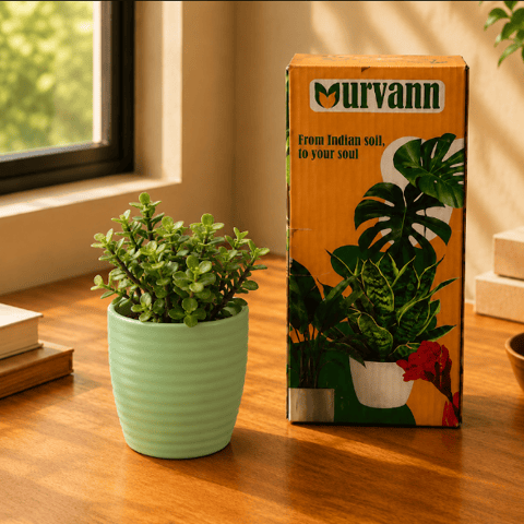 Gift Ready - Jade / Crassula Ovata Succulent in 5 Inch Pastel Green Avora Premium Plastic Planter - in Premium Gifting Box
