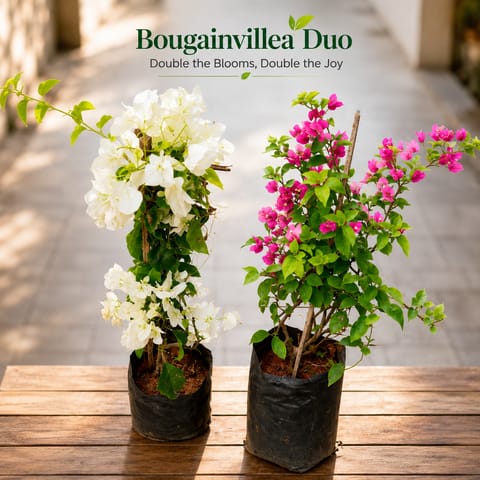 Set of 2 - Bougainvillea (Pink & White) in 8 Inch Nursery Bag | Flowering Trail