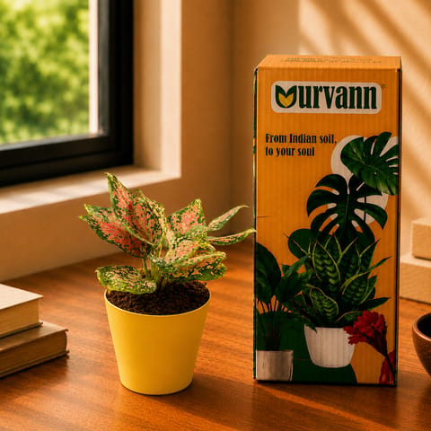 Gift Ready - Aglaonema Pink in 4 Inch Yellow Florence Self Watering Pot - in Premium Gifting Box