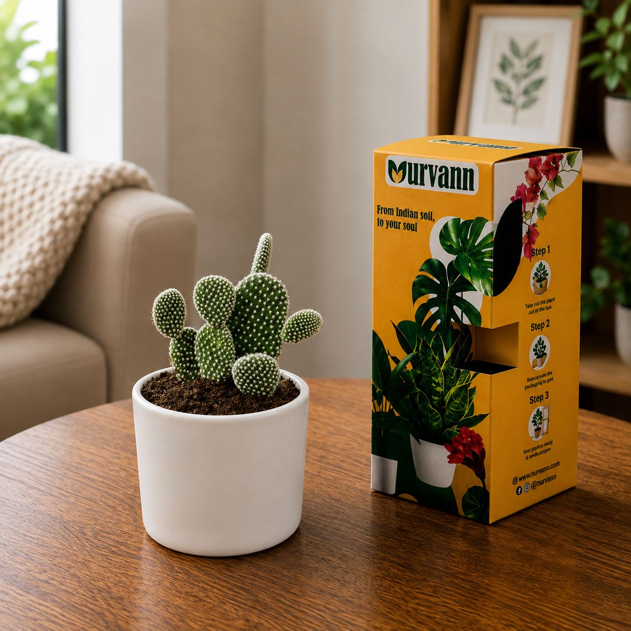 Gift Ready - Bunny Ear Cactus in 4 Inch Classy White Cylindrical Ceramic Pot - in Premium Gifting Box