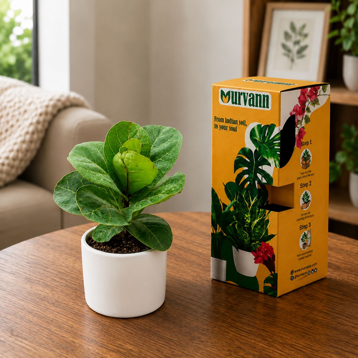 Gift Ready - Fiddle Leaf Fig / Ficus Lyrata in 3 Inch Classy White Round Ceramic Pot - in Premium Gifting Box