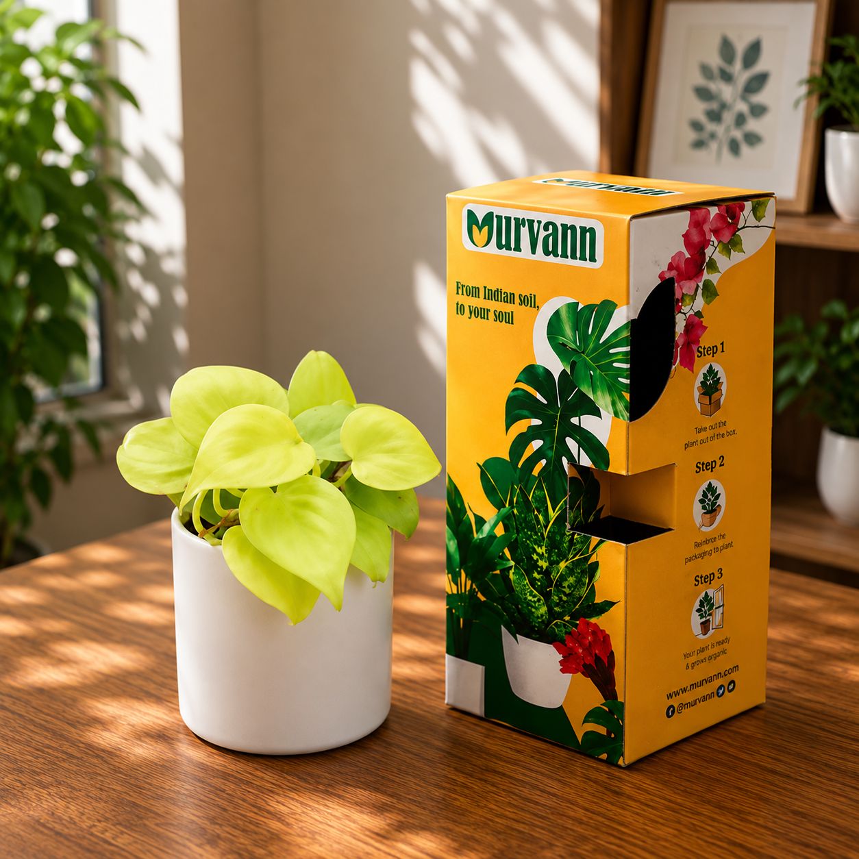 Gift Ready - Oxycardium Golden in 4 Inch White Minimalist Cylindrical Ceramic Pot - in Premium Gifting Box
