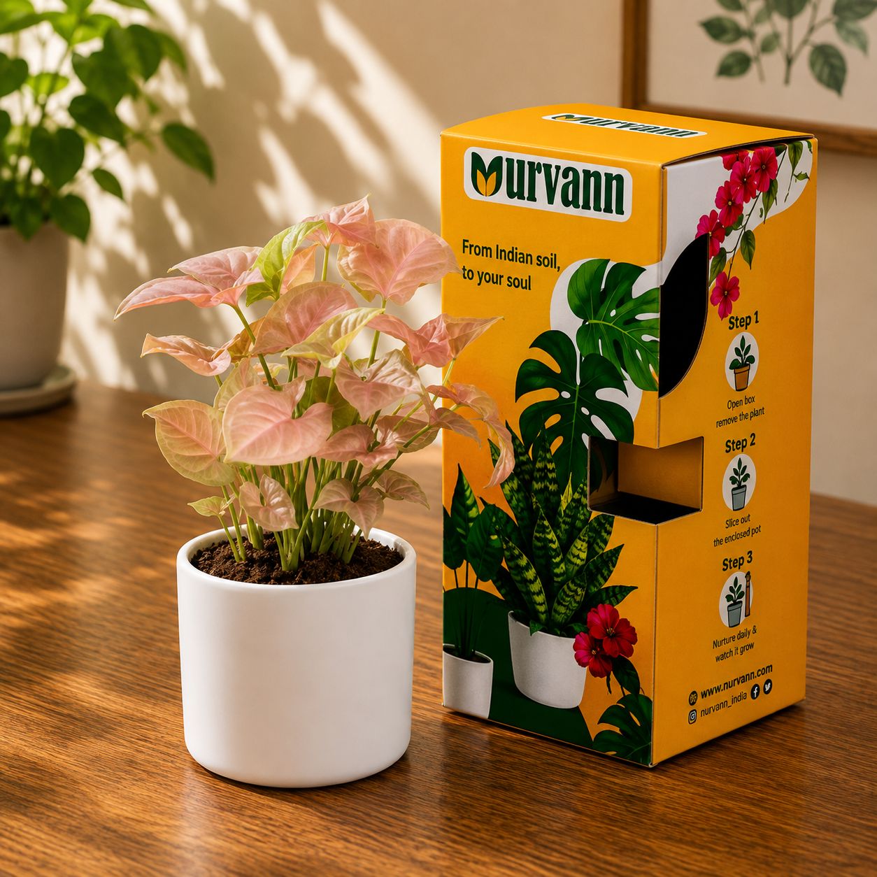 Gift Ready - Syngonium Pink in 4 Inch Classy White Cylindrical Ceramic Pot - in Premium Gifting Box