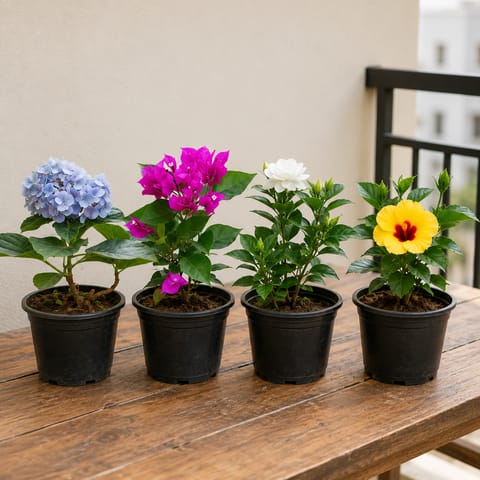 Permanent Flowering Plants: Set of 4 - Hydrangea, Bougainvillea, Gazania & Hibiscus Dwarf in 5 inch Nursery Pot