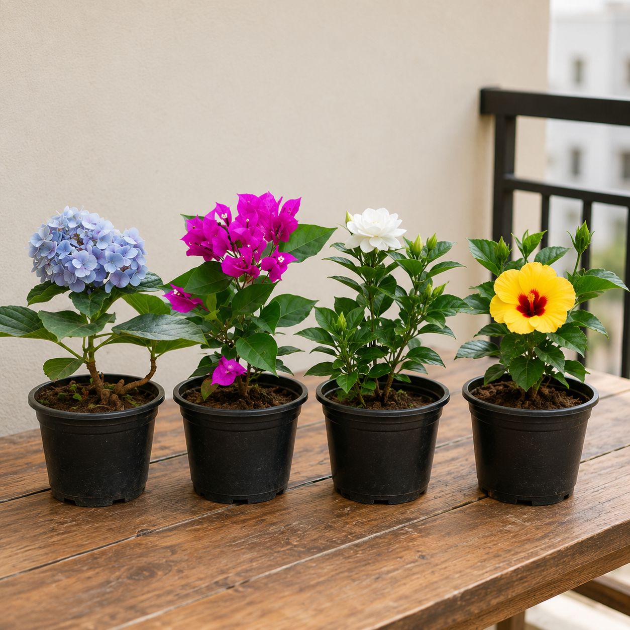 Permanent Flowering Plants: Set of 4 - Hydrangea, Bougainvillea, Gazania & Hibiscus Dwarf in 5 inch Nursery Pot