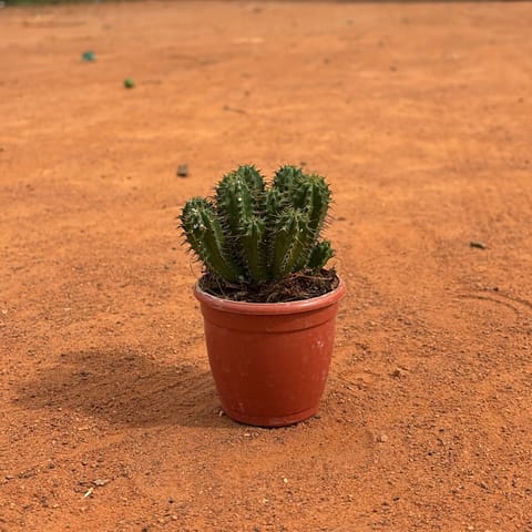 Euphorbia Fruiticosa in 4 inch Terracotta Red Plastic Pot | Statement Succulent