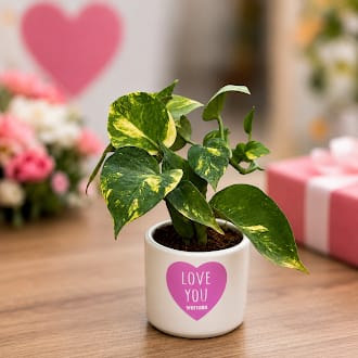 Money Plant Green in 4 inch Love You Ceramic Pot in Premium Gifting Box
