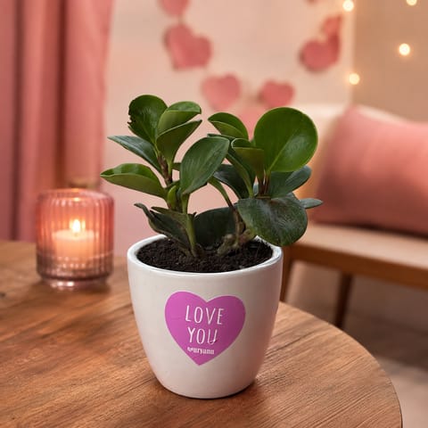 Peperomia/Baby rubber in 4 inch Love You Ceramic Pot in Premium Gifting Box