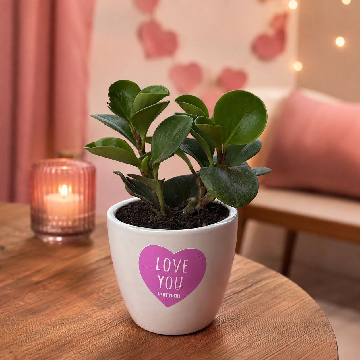 Peperomia/Baby rubber in 4 inch Love You Ceramic Pot in Premium Gifting Box