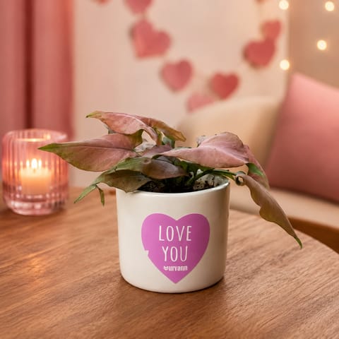 Syngonium Pink in 4 inch Love You Ceramic Pot in Premium Gifting Box