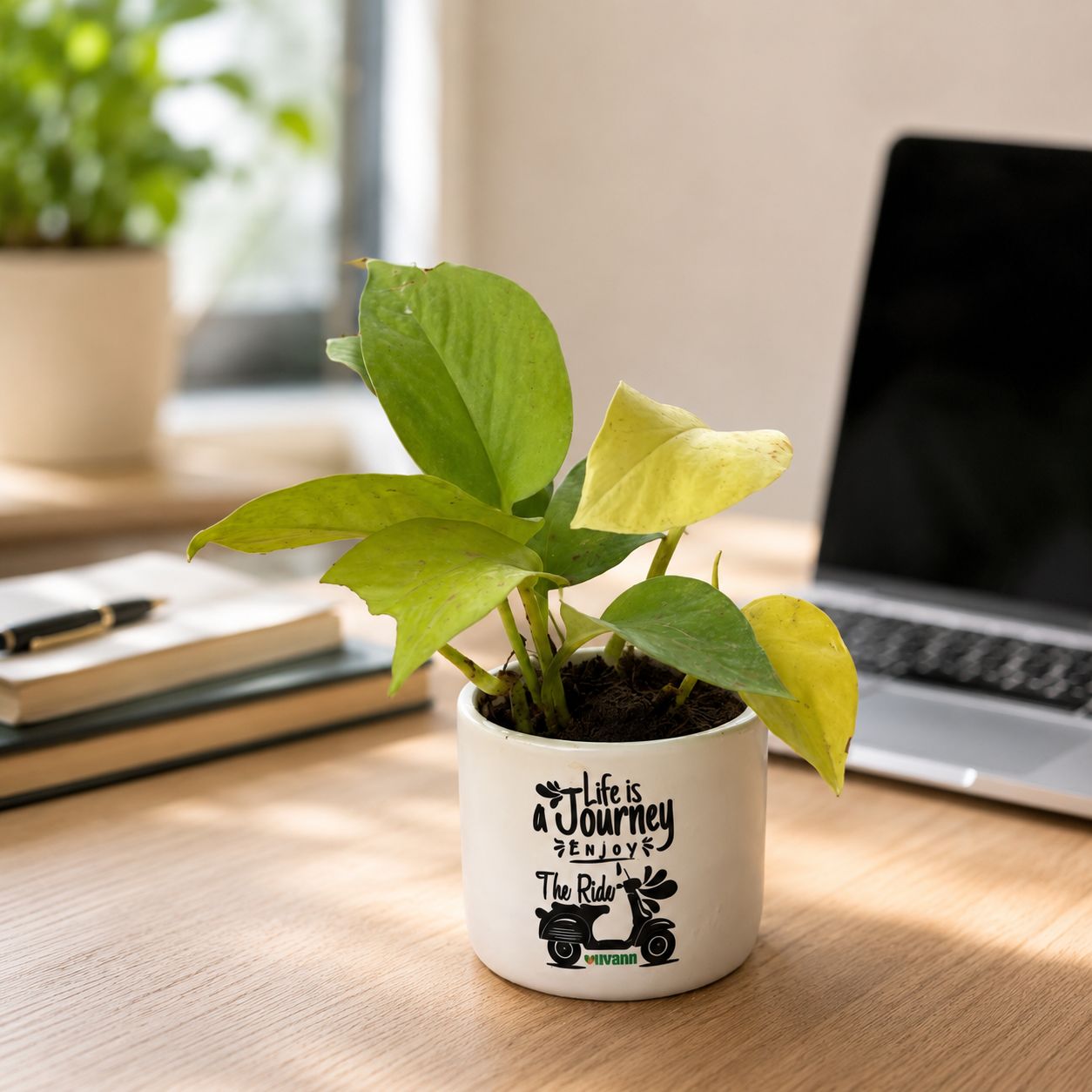 Money Plant Golden in 4 Inch White Classy Cylindrical Ceramic Pot in Premium Gifting Box