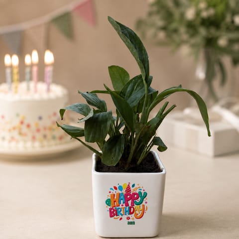 Peace Lily in 4 inch Happy Birthday Ceramic Pot in Premium Gifting Box