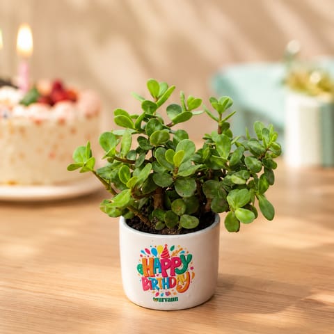 Jade Plant in 4 inch Happy Birthday Ceramic Pot in Premium Gifting Box