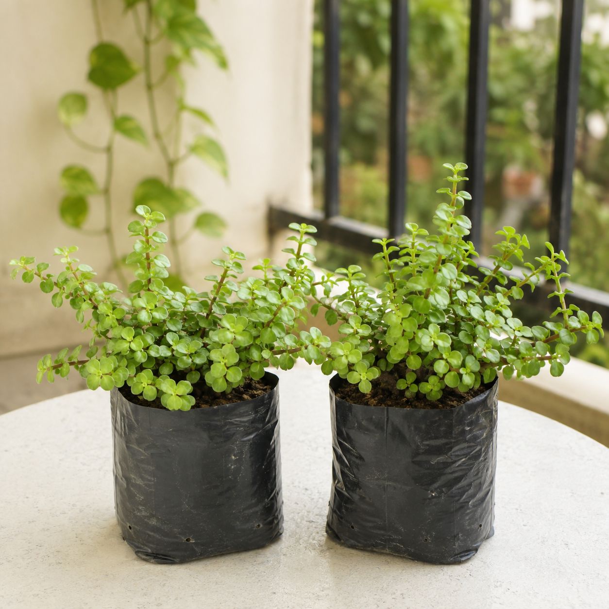 Set of 2 - Jade in 4 Inch Nursery Bag