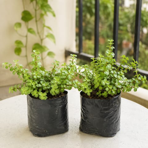 Set of 2 - Jade in 4 Inch Nursery Bag