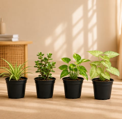 Low Maintenance Combo - Set of 4 - Spider, Jade, Money Plant & Syngonium in 4 Inch Nursery Pots