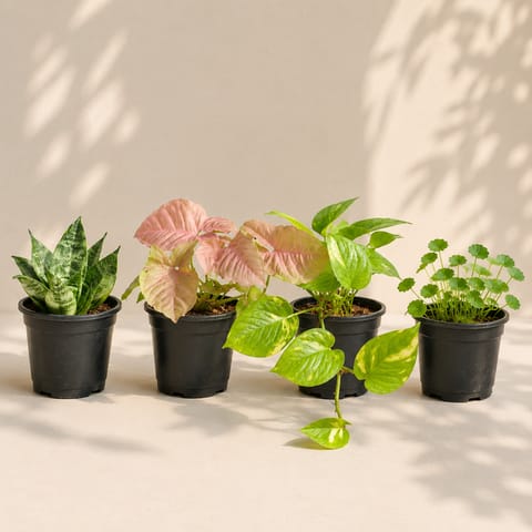 Low Maintenance Combo - Set of 4 - Brahmi Dollar, Snake Dwarf Green, Money Plant Green & Syngonium Pink in 4 Inch Nursery Pots