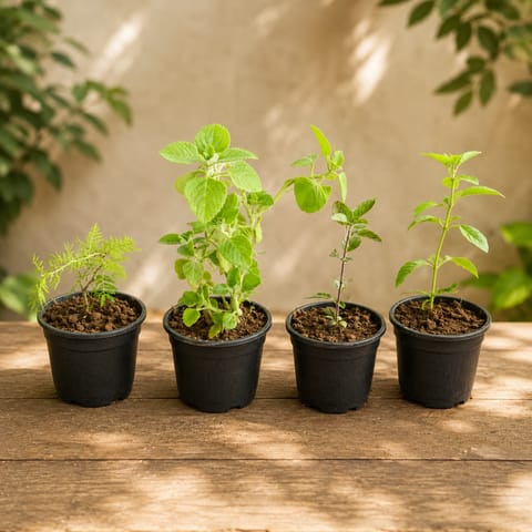Herbs Corner - Set of 4 - Rama Tulsi, Shyama Tulsi, Shami & Ajwain in 6 Inch Nursery Pots