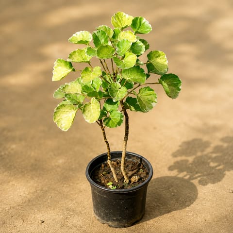 Aralia Apple Leaf in 6 Inch Nursery Pot
