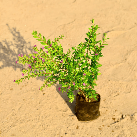 Cuphea / False Heather (any colour) in 4 Inch Nursery Bag