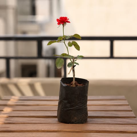 Rose / Gulab (Any Colour) in 4 Inch Nursery Bag