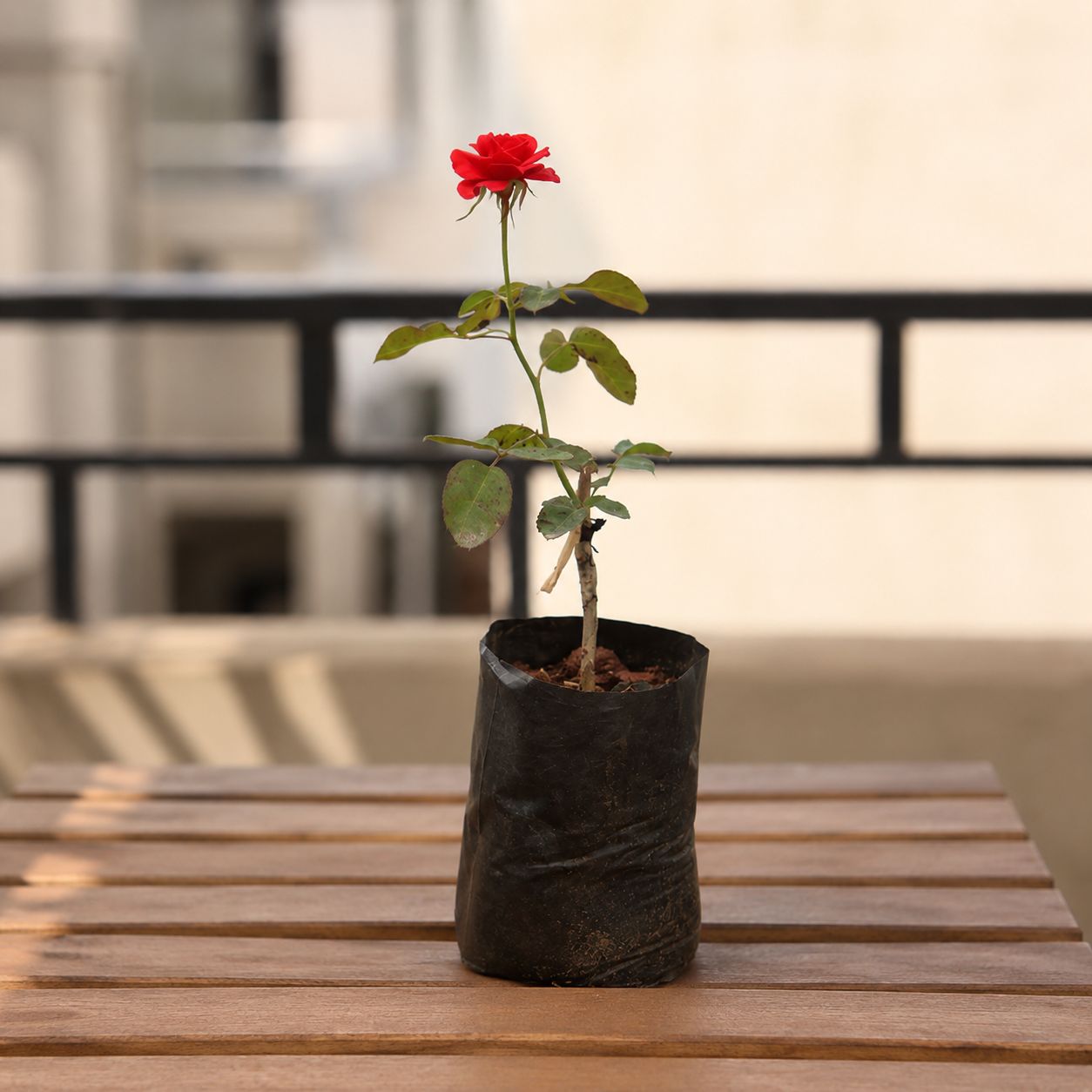 Rose / Gulab (Any Colour) in 4 Inch Nursery Bag