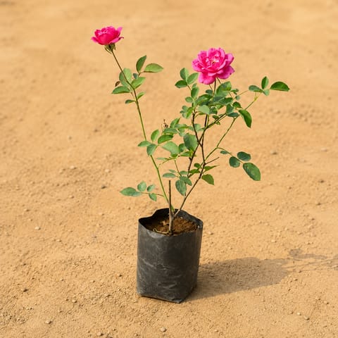Desi Gulab / Rose (Any Colour) in 4 Inch Nursery bag