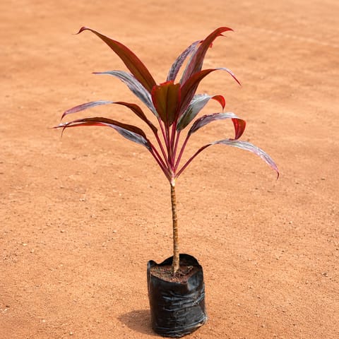 Dracaena Red Rubia Big Leaves (~ 1 ft) in 6 Inch Nursery Bag