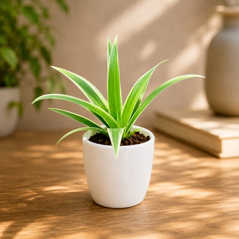 Gift Ready - Spider in 4 Inch Classy White Cup Ceramic Pot (any colour)