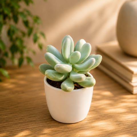 Moonstone Succulent in 3 Inch Classy White Cup Ceramic Pot