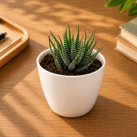 Haworthia Zebrina in 4 Inch White Premium Orchid Round Plastic Pot