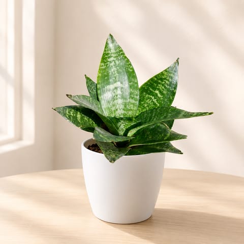 Gift Ready - Snake Dwarf Green in 4 Inch White Premium Orchid Round Plastic Pot