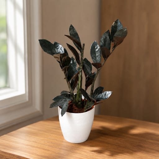 Gift Ready - Zz Black in 5 Inch Elegant Plastic Pot (colour may vary)