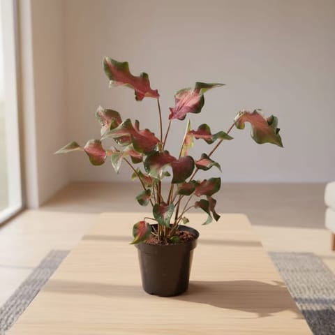 Gift Ready - Caladium Red with Green Tip in 5 Inch Elegant Plastic Pot (colour may vary) - Best Exotic Indoor Plant