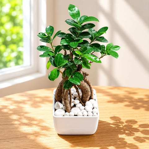 Gift Ready - Ficus Bonsai in Inch Fiber Glass Pot with Decorative Pebbles