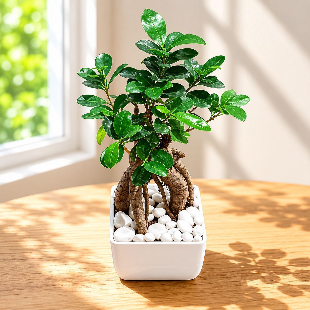 Gift Ready - Ficus Bonsai in Inch Fiber Glass Pot with Decorative Pebbles