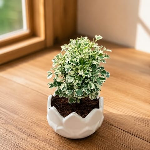 Aralia White in 4 Inch Designer Ceramic Pot