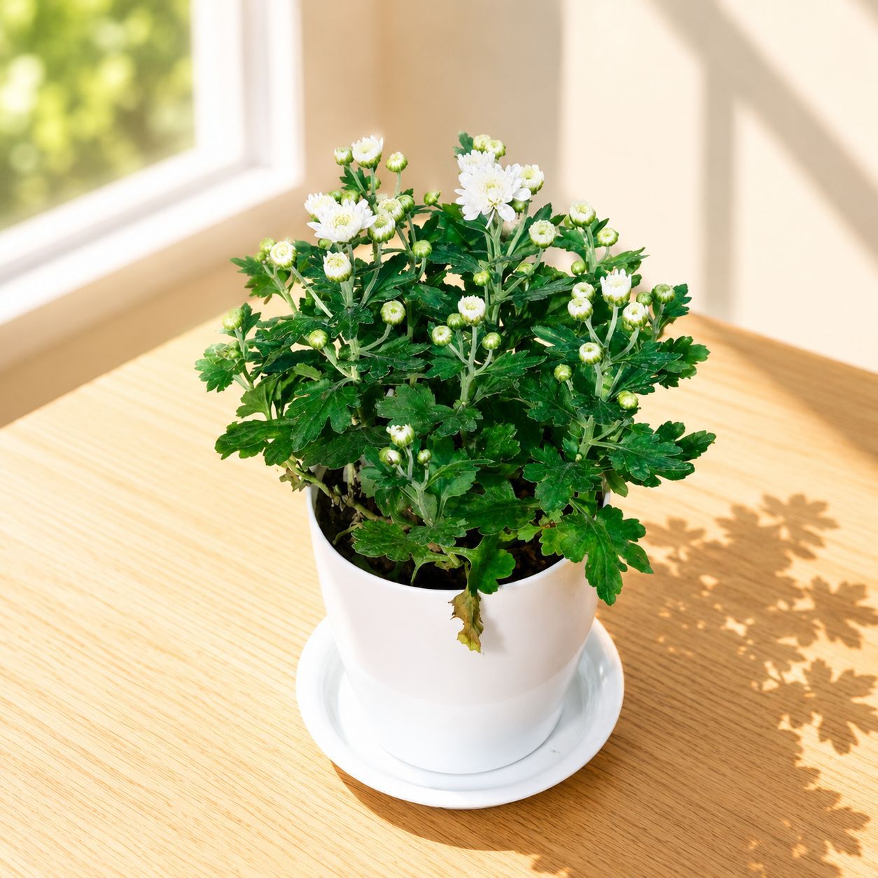 Chrysanthemum / Guldawari / Guldaudi White in 5 Inch White Premium Sphere Plastic Pot with Tray