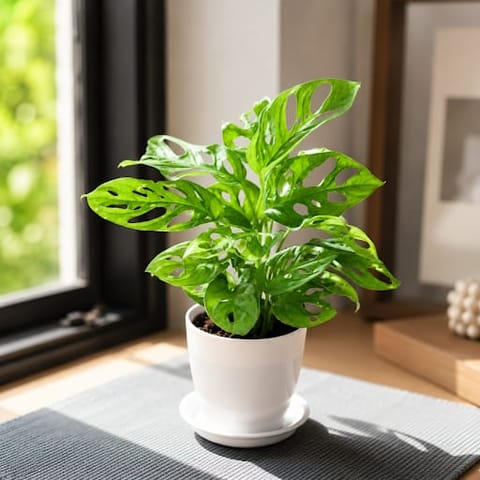 Gift Ready - Monstera Broken Heart in 5 Inch White Premium Sphere Plastic Pot with Tray