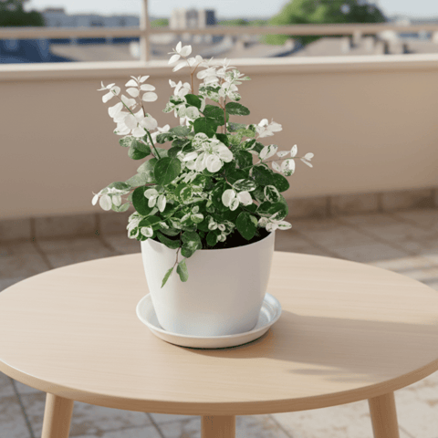 Gift Ready - Vishnu Bush in 5 Inch White Premium Sphere Plastic Pot with Tray
