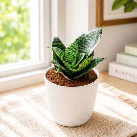 Snake Dwarf Green in 5 Inch Premium Sphere Plastic Pot (any colour)