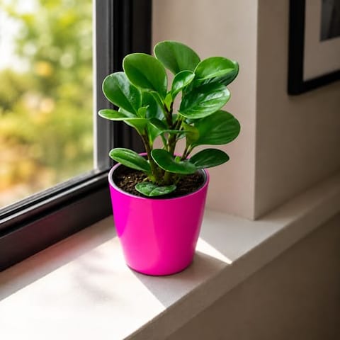 Gift Ready - Peperomia obtusifolia in 5 Inch Premium Sphere Plastic Pot (any colour)