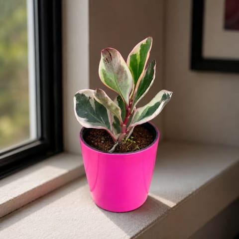 Peperomia Jelly in 5 Inch Premium Sphere Plastic Pot (any colour)