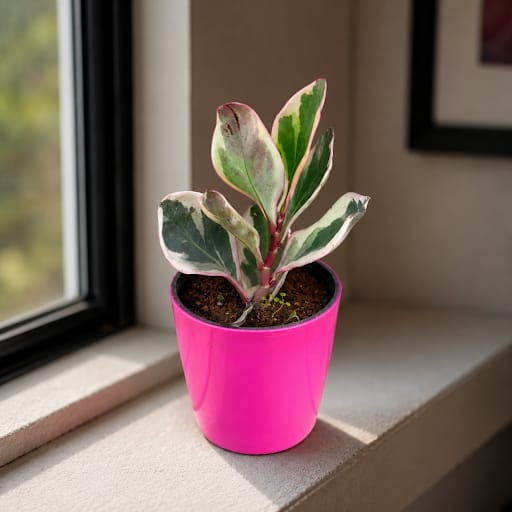 Gift Ready - Peperomia Jelly in 5 Inch Premium Sphere Plastic Pot (any colour)