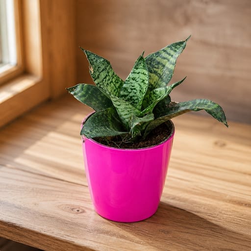 Gift Ready - Snake Dwarf Green in 5 Inch Premium Sphere Plastic Pot (any colour)