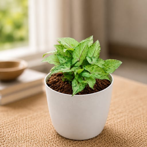 Gift Ready - Syngonium Pixie Green in 5 Inch Premium Sphere Plastic Pot (any colour)