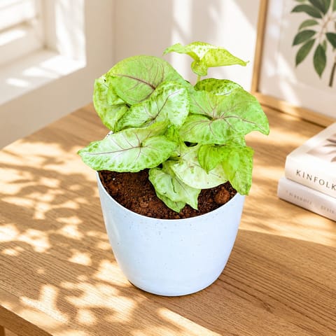 Gift Ready - Syngonium Golden in 5 Inch Premium Sphere Plastic Pot (any colour)