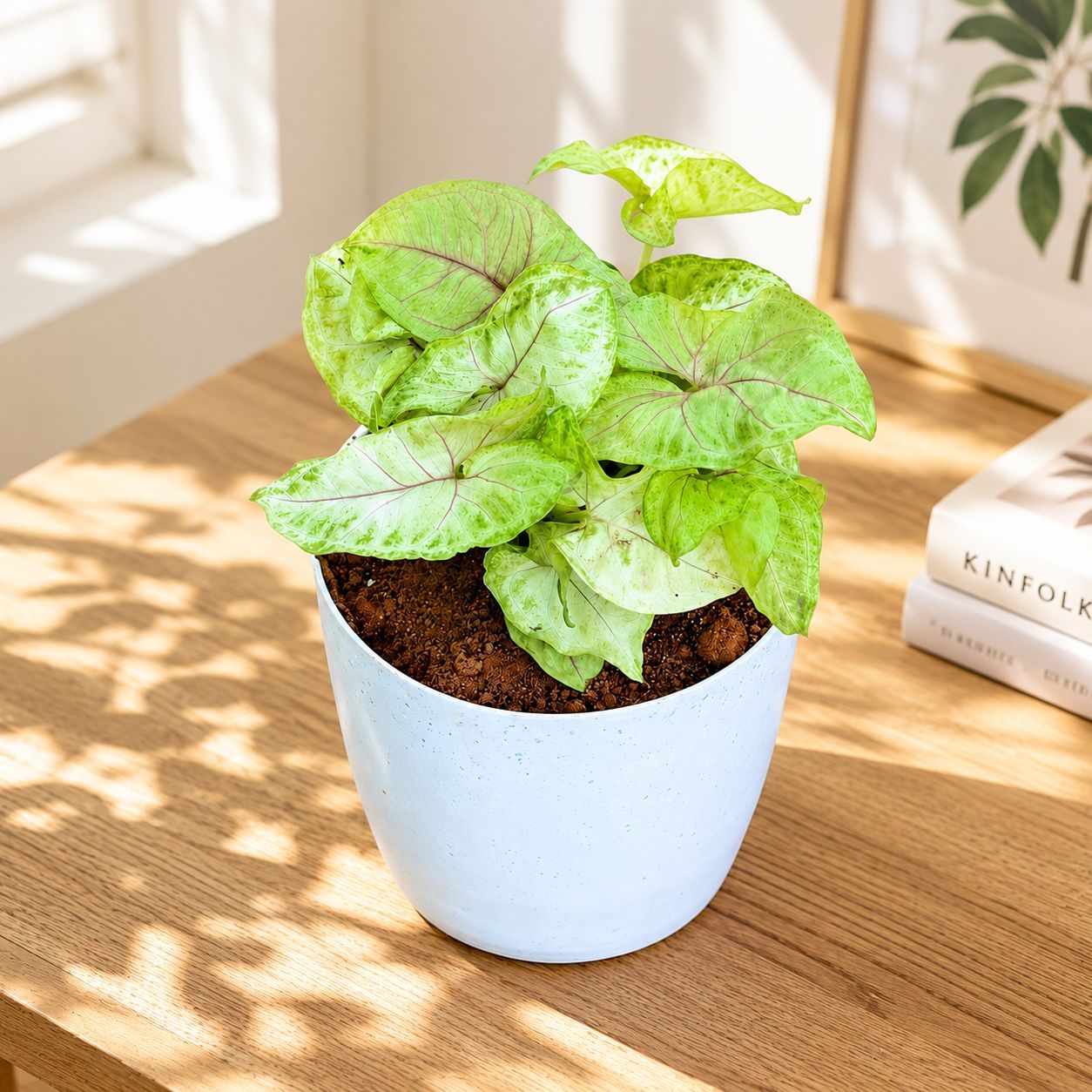 Syngonium Golden in 5 Inch Premium Sphere Plastic Pot (any colour)
