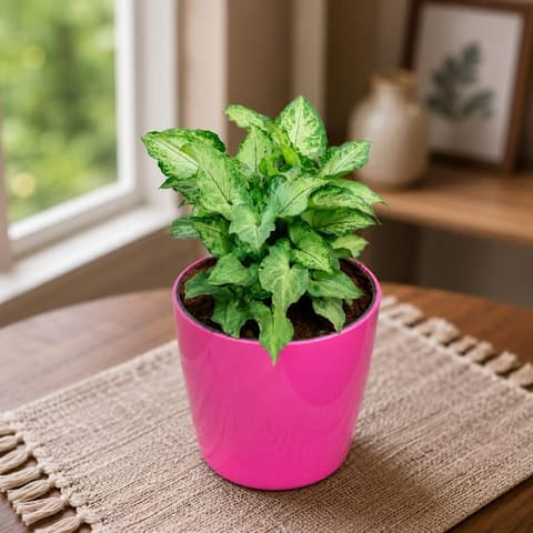 Gift Ready - Syngonium Pixie Green in 5 Inch Premium Sphere Plastic Pot (any colour)