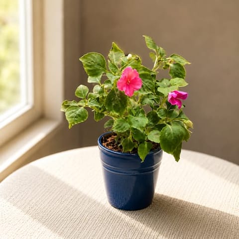 Impatient Balsamina in 4 Inch Classy Glass Ceramic Pot (any colour)